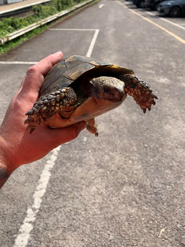 Shellshocked: Family’s surprise as Network Rail workers reunite them with tortoise missing for eight months: Twin after rescue