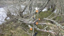 Damaged trees at Loch Davan ©NatureScot