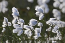 Common cotton grass swaying in the wind ©Lorne Gill NatureScot