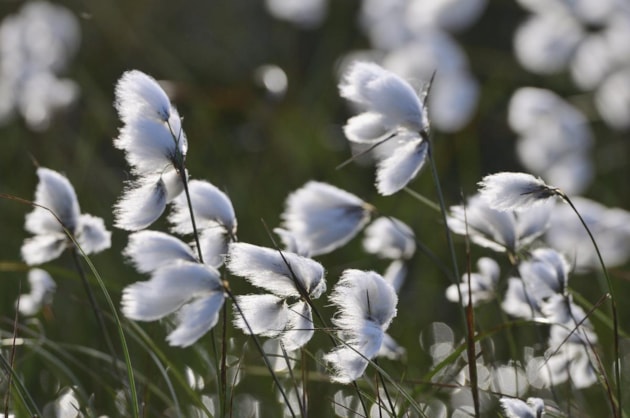Common cotton grass swaying in the wind ©Lorne Gill NatureScot