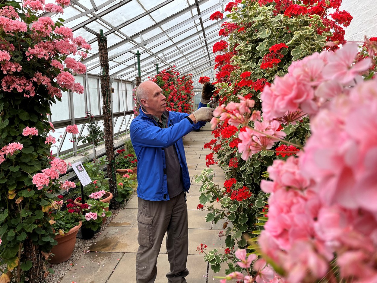 Temple Newsam hothouse: Volunteer gardener Steve Ball tends to the stunning Zonal Pelargoniums which have burst into life in the hothouse at Temple Newsam's Walled Garden.