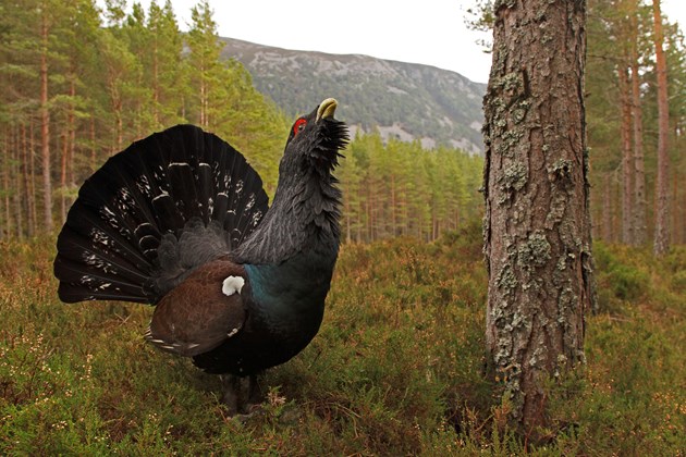 Measures to save capercaillie outlined: Capercaillie displaying at spring lek in the Cairngorms National Park © Neil McIntyre (for one time use only in conjunction with this news release)