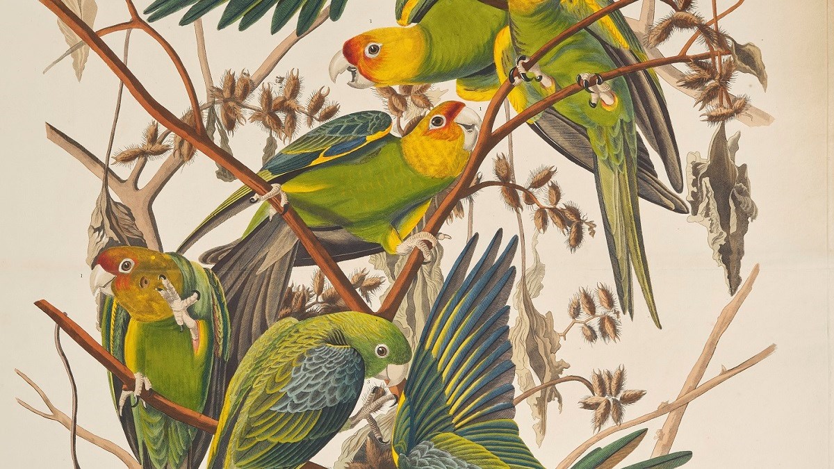 Print depicting Carolina Parrots from Birds of America, by John James Audubon. Image © National Museums Scotland WEB