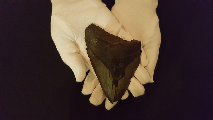 Object of the week- Megalodon tooth: 20170911-111547.jpg