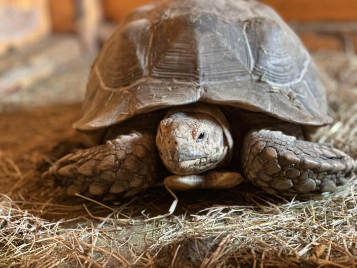 Sulcata tortoises-3