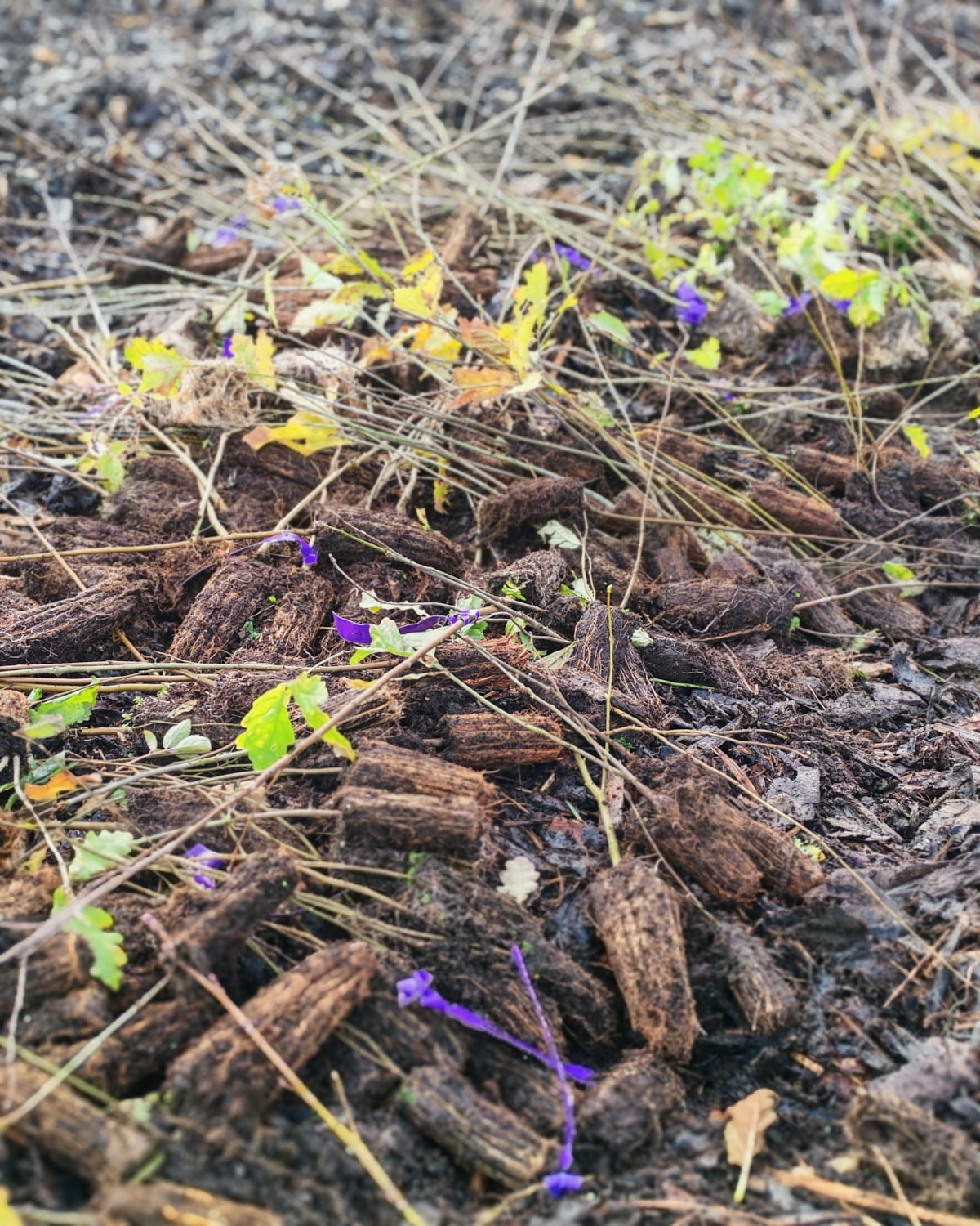Some of the saplings ready to plant