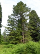 Macedonian Pine Pinus peuce - credit Chris Reynolds: Macedonian Pine Pinus peuce - credit Chris Reynolds