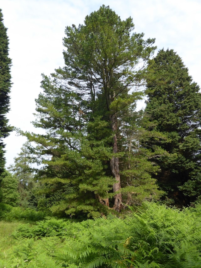 Macedonian Pine Pinus peuce - credit Chris Reynolds