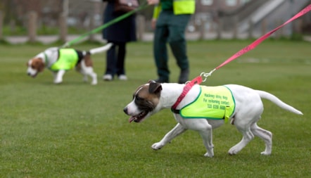 Dogs who come to the Council as strays are walked by local volunteers