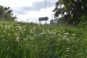 TfL Image - Wildflower Verge on Redbridge Roundabout (2): TfL Image - Wildflower Verge on Redbridge Roundabout (2)
