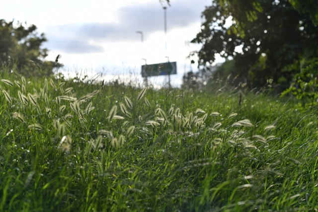 TfL Image - Wildflower Verge on Redbridge Roundabout (2)