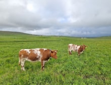 Cattle weating virtual fence collars in wader habitat in Unst (c) Nathalie Pion: Cattle weating virtual fence collars in wader habitat in Unst (c) Nathalie Pion