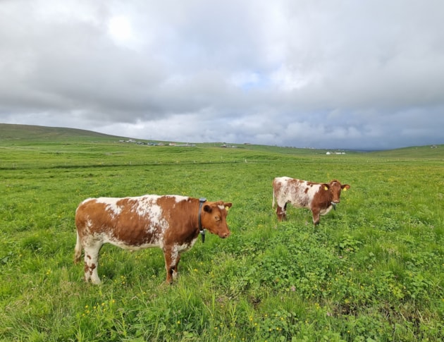 Cattle weating virtual fence collars in wader habitat in Unst (c) Nathalie Pion