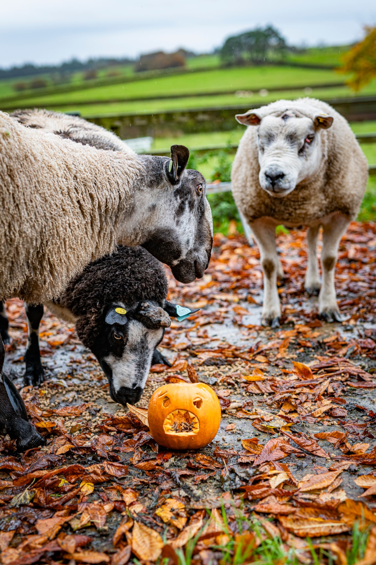 Sheep with pumpkins at the National Museum of Rural Life. Photo © Andy Catlin