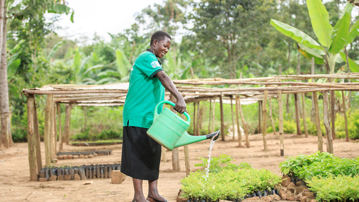 Mbale tree planting