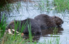 Two beavers in water ©NatureScot: Two beavers in water ©NatureScot
