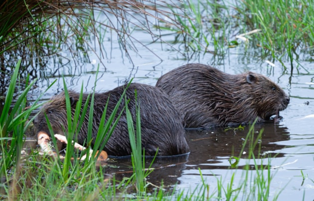 New resources to raise awareness of beavers in Scotland: Two beavers in water ©NatureScot