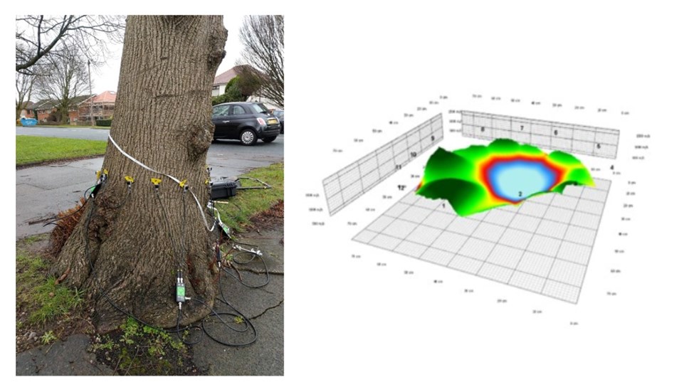 A tree being scanned (left) and the scan of the interior