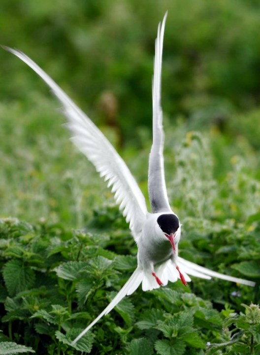 Arctic tern -D16020