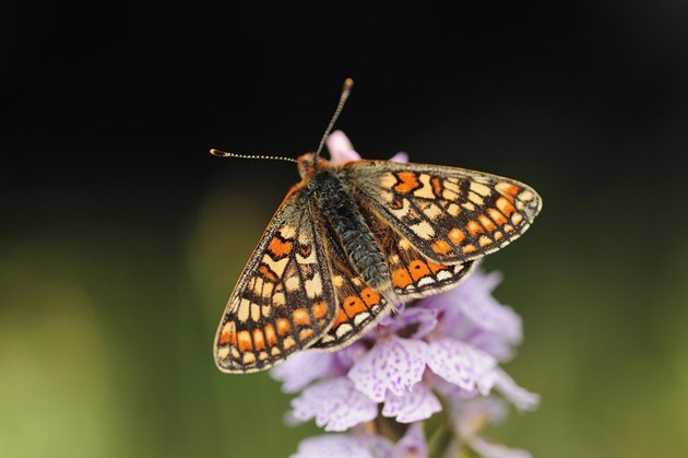 REVISED: Over 75% of Scotland’s protected site natural features in good condition: Marsh Fritillary - credit Lorne Gill-NatureScot - free-use picture 