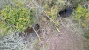 Ty Mawr wood 1: Ty Mawr wood 1