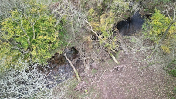 NRW and National Trust working together to restore and protect the River Usk: Ty Mawr wood 1