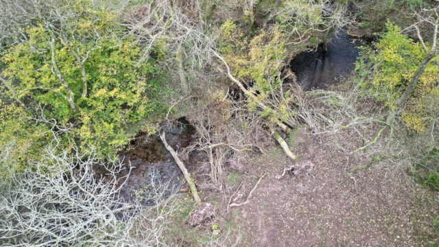 Ty Mawr wood 1