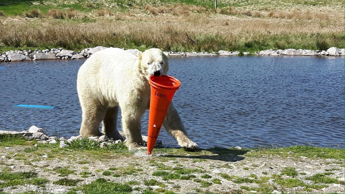 A9 Dualling - wildlife park - Walker the bear plays with traffic cone