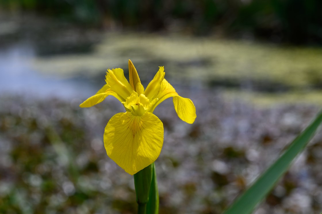Yellow Iris growing near a pond at South Cubbington Wood, May 2022