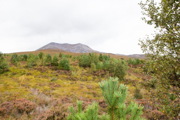 Natural regeneration of Scots pine at Beinn Eighe (2023) ©NatureScot