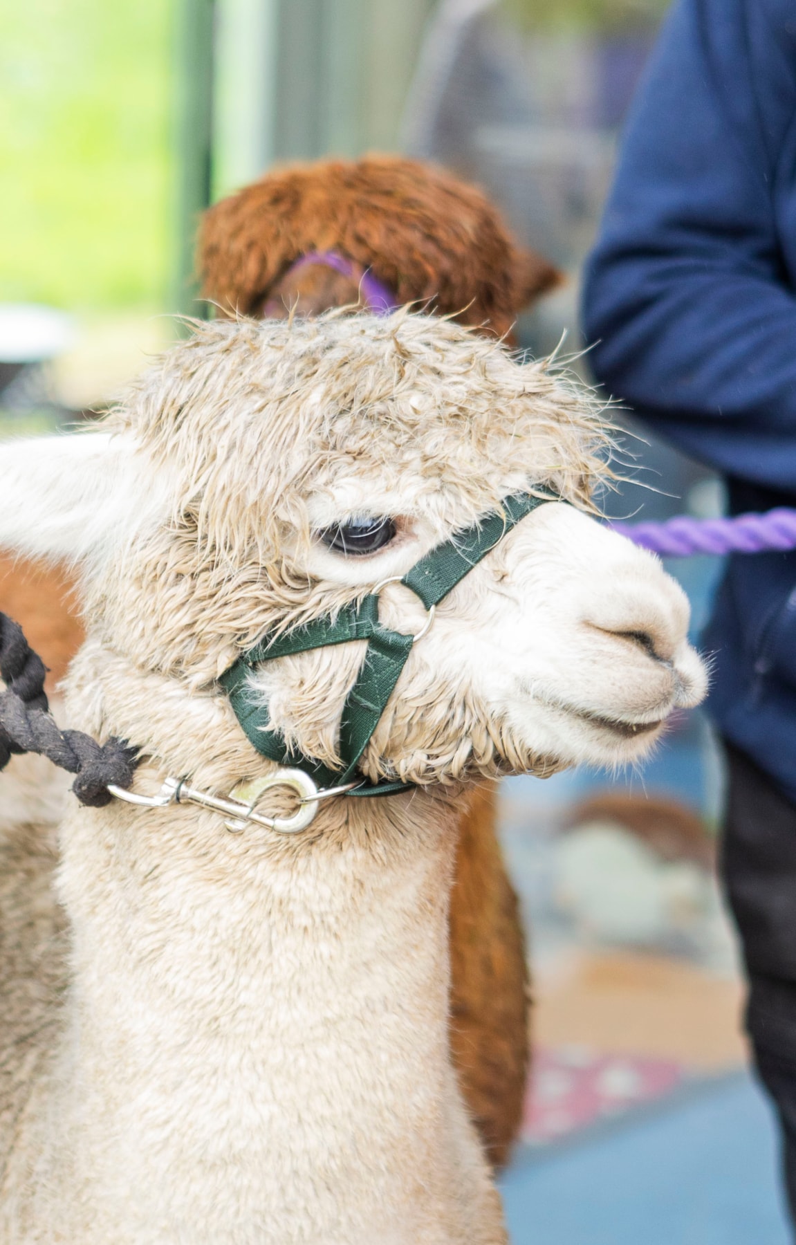 Woolly Weekend at the National Museum of Rural Life.  Photo © Claudia Scandella (3)