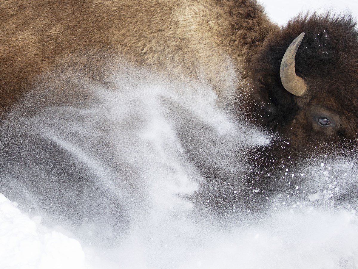 Snow bison by Max Waugh, USA, Wildlife Photographer of the Year