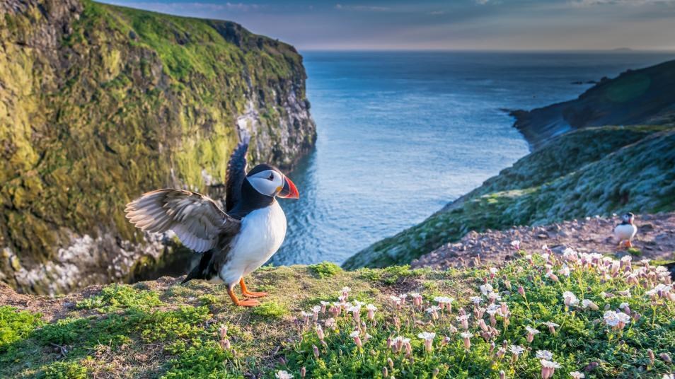 Skomer-Puffin-National-Lottery-Heritage-Fund