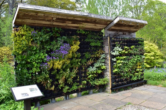An example of a living wall at SNH's Battleby office © Alice Brawley/SNH