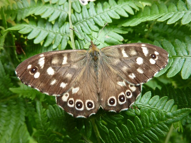 NE Scotland reaches 1.5 m wildlife records: Speckled Wood - Stuart Graham - W Argyll