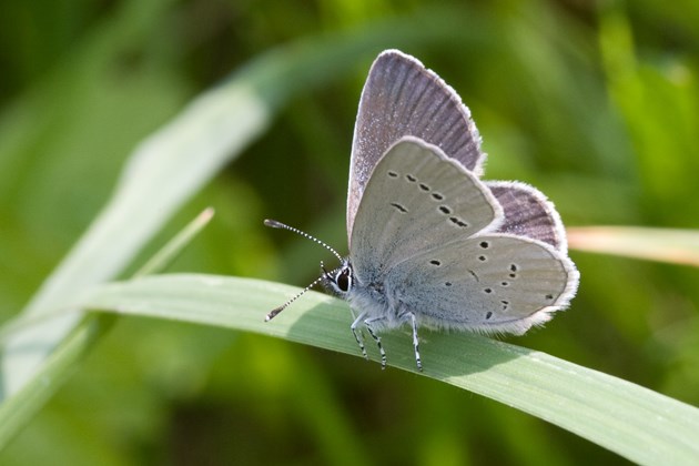 Stage One application - Images - BCS - Small Blue - Peter Eeles (A3102004)