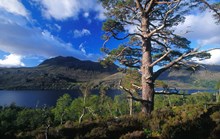 Native woodland at Beinn Eighe NNR ©Laurie Campbell/NatureScot