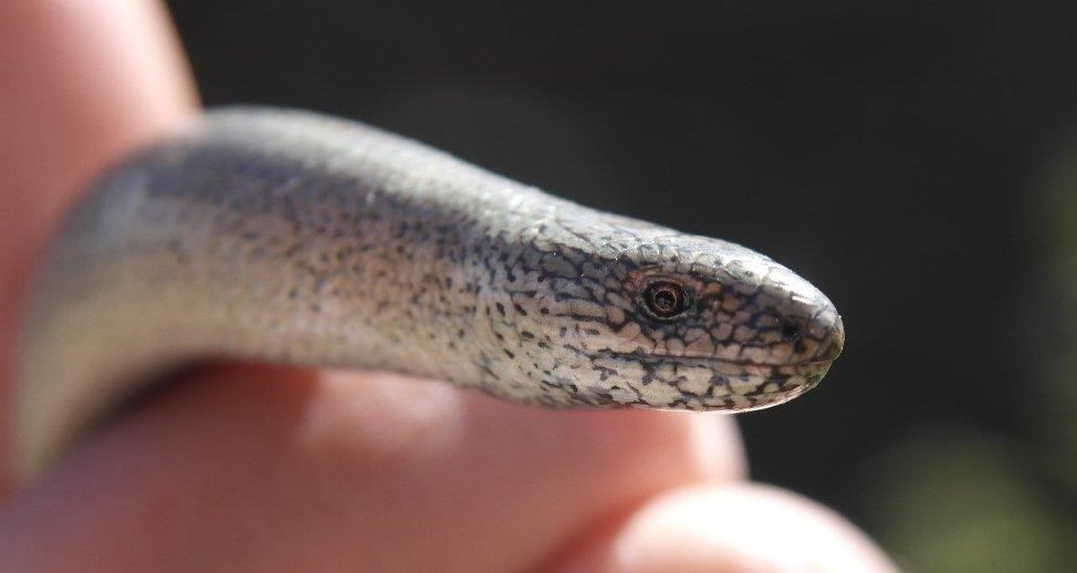 Slow worm 1