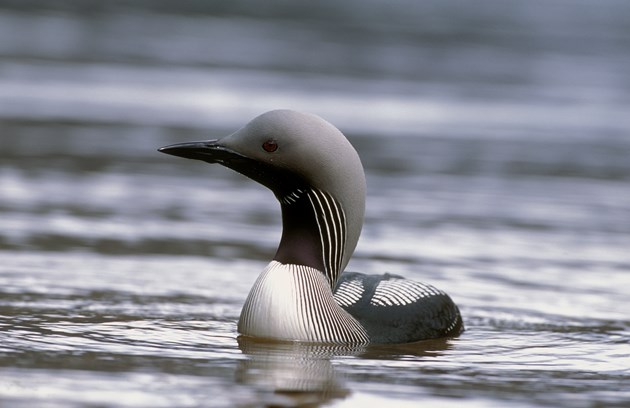 Black throated Diver © Laurie Campbell SNH