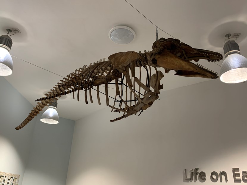 Object of the week- Long-finned pilot whale skeleton: img-3502-837752.jpg