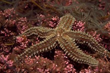 Spiny starfish on maerl bed: Please credit Marine Scotland. For free, one-off use only.