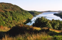 Taynish ©Lorne Gill/NatureScot: Oak woodland, Taynish NNR, Argyll and Stirling Area. ©Lorne Gill/NatureScot