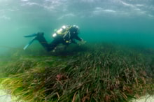 A diving surveyor swimming above a seagrass bed in the Sound of Barra ©NatureScot-Ben James: A diving surveyor swimming above a seagrass bed in the Sound of Barra ©NatureScot-Ben James