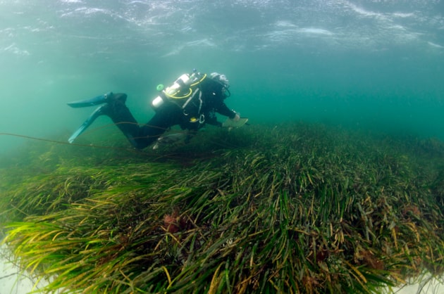 A diving surveyor swimming above a seagrass bed in the Sound of Barra ©NatureScot-Ben James