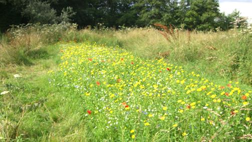 Rewilding Waterloo Meadows