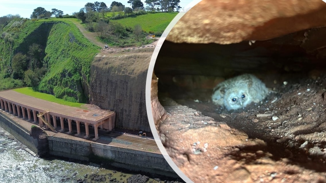 Resilience work owlet Dawlish