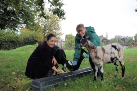 Deputy Mayor welcomes the new goats