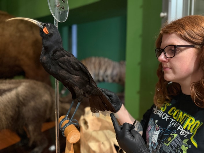 Leeds tiger taxidermy: Curators Clare Brown and Sarah Burhouse (pictured) were on site at Leeds City Museum carrying out meticulous checks for dust and the types of tiny pests which can be harmful to vintage taxidermy, before undertaking a delicate clean of some unique and historically significant exhibits.
This week’s conservation included cleaning the delicate tail feathers of the museum’s incredibly rare pair of Huia, an extinct species of bird that once lived in New Zealand.
A sacred bird to the island nation’s indigenous Māori people, Huia tail feathers are traditionally only used and worn by people of great status and power.