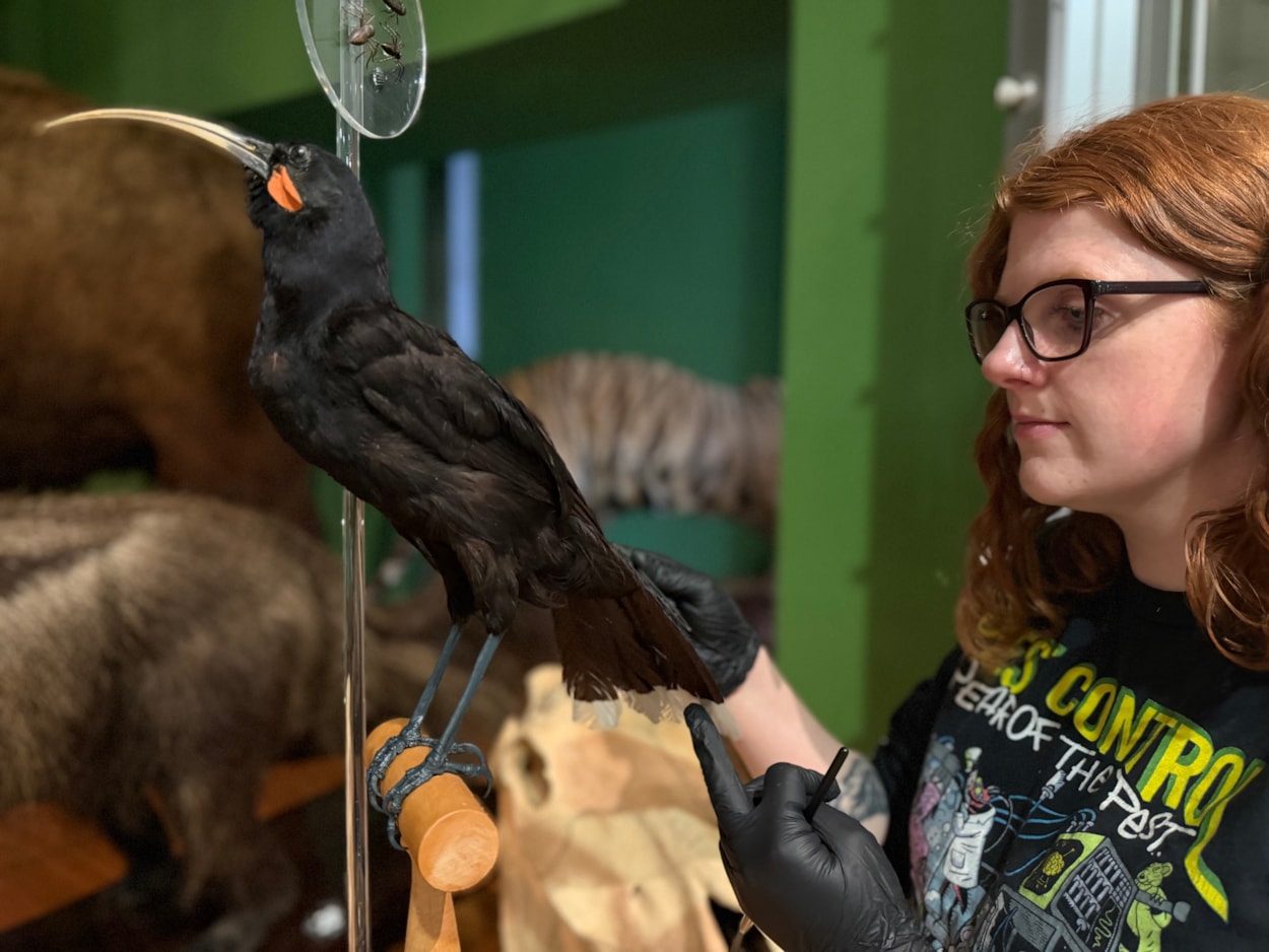 Leeds tiger taxidermy: Curators Clare Brown and Sarah Burhouse (pictured) were on site at Leeds City Museum carrying out meticulous checks for dust and the types of tiny pests which can be harmful to vintage taxidermy, before undertaking a delicate clean of some unique and historically significant exhibits.
This week’s conservation included cleaning the delicate tail feathers of the museum’s incredibly rare pair of Huia, an extinct species of bird that once lived in New Zealand.
A sacred bird to the island nation’s indigenous Māori people, Huia tail feathers are traditionally only used and worn by people of great status and power.