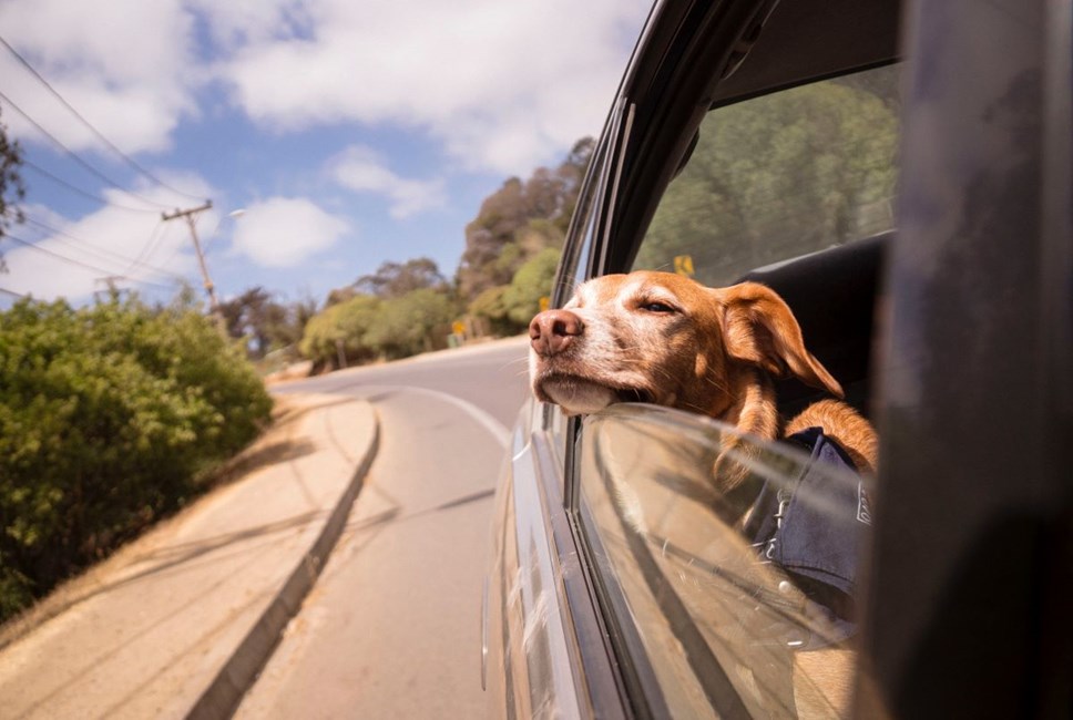 driving with dogs